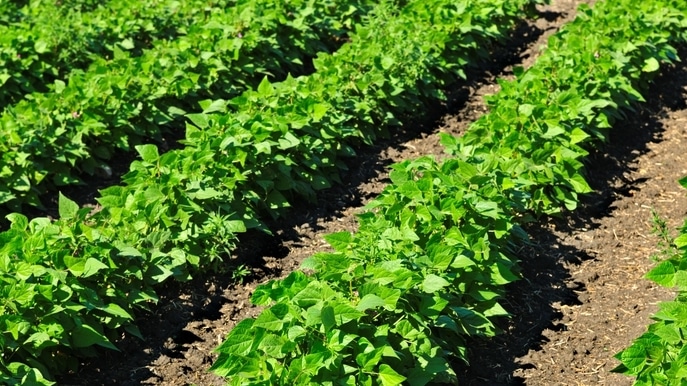 What to Know About Double Crop Soybeans – FARM JOURNAL FORUM